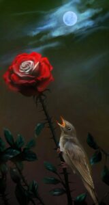 The Nightingale and The Rose